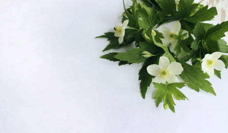 Wood anemone flowers on a white background with copy space.の写真素材
