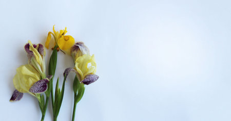 Beautiful yellow and purple irises on a white background with copy spaceの写真素材