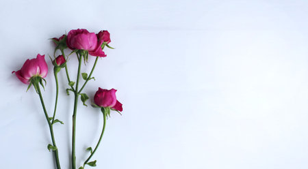 Beautiful pink roses on a white background. Place for text.の写真素材