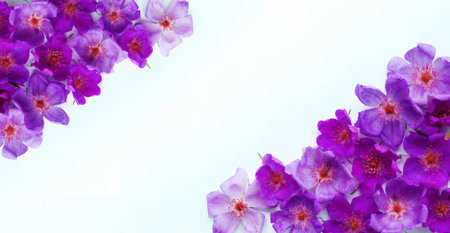 Purple roses on a white background. Place for your text.の写真素材