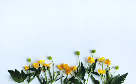 Yellow buttercups with green leaves on white background. Flat lay, top view