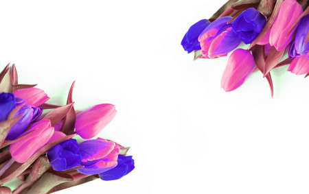 Bouquet of tulips on a white background. Copy spaceの写真素材