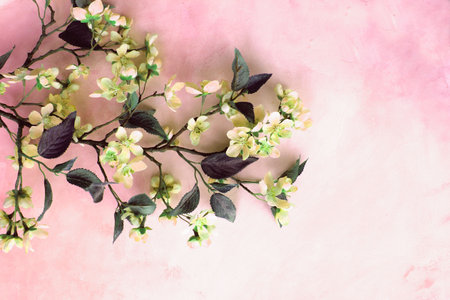 Flowers composition. Branches of blooming jasmine on pink background. Flat lay, top view, copy space