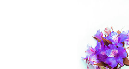 Bouquet of blue flowers on a white background. Place for text.の写真素材