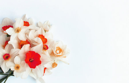 White and red daffodils on white background with copy spaceの写真素材