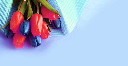 Bouquet of tulips on a blue background. Place for text.