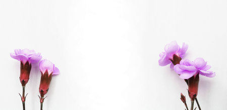 Purple freesia flowers on white background with copy space.の写真素材
