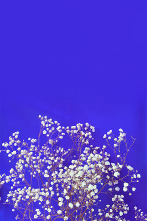 White gypsophila flowers on a blue background. Place for text.の写真素材