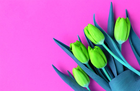 bouquet of tulips on a pink background. place for textの写真素材