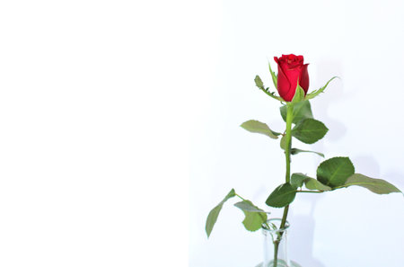 red rose in vase on white background with copy space for textの写真素材