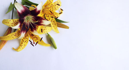 Beautiful yellow lilies on a white background. Place for text.の写真素材