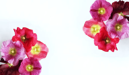Pink and purple hollyhock flowers isolated on white background.