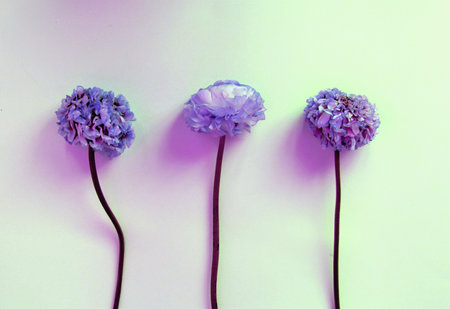 purple flowers on a white background. minimalismの写真素材
