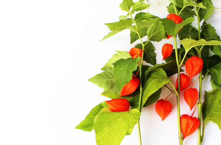 Physalis alkekengi or Chinese lanterns on white backgroundの写真素材