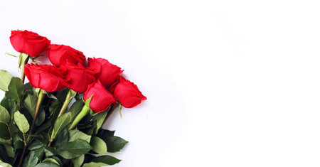 Red roses on a white background with copy space for Valentine's Dayの写真素材