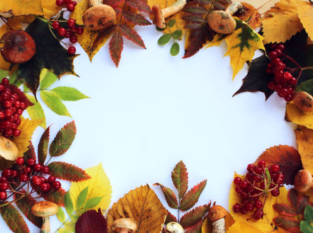 Autumn leaves and berries on a white background with space for text