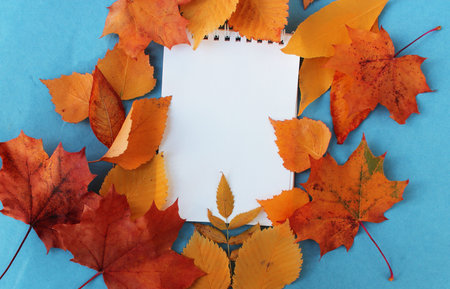 Autumn leaves and notebook on blue background. Flat lay, top viewの写真素材