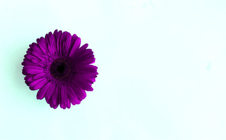 Purple gerbera flower on white background with copy space.の写真素材