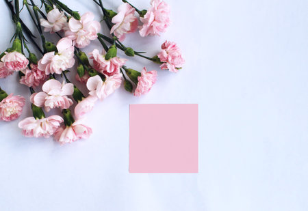 Carnation flowers on white background with space for your text.の写真素材