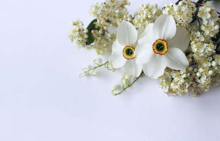 Bouquet of white narcissus on a white background. Spring flowers.の写真素材