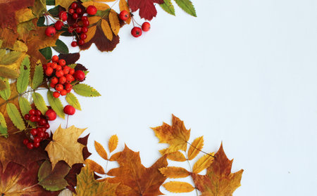 Autumn leaves and rowan berries on white background with copy space