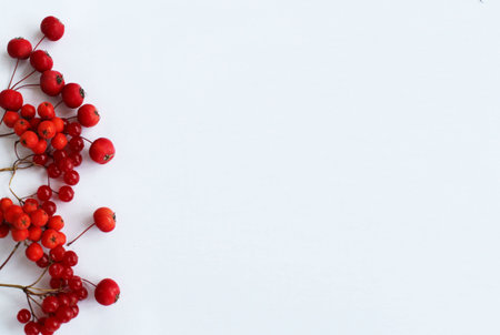 Red rowan berries on a white background. Flat lay, top view.の写真素材