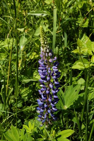 blue spring flower on the fieldの写真素材
