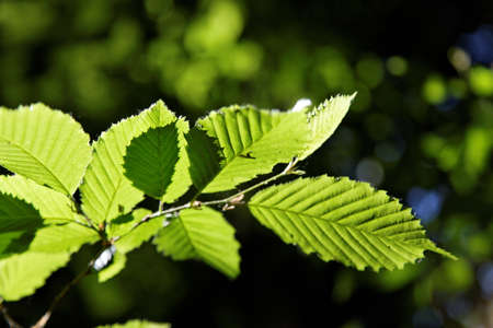 green leaves background in sunny day