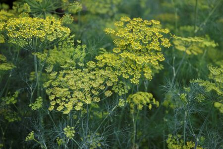 Fennel flower on a green background. Flower of dill.