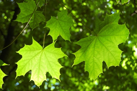 Green maple leaves in the sun.