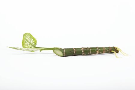branch plants are isolated on a white background.
