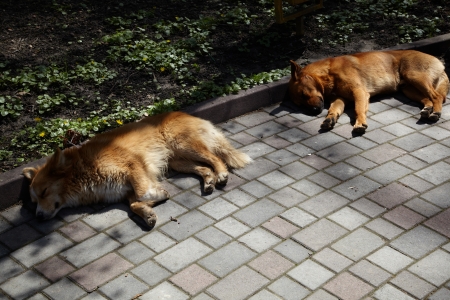 Two stray dogs sleeping on the sidewalk in the park.の写真素材