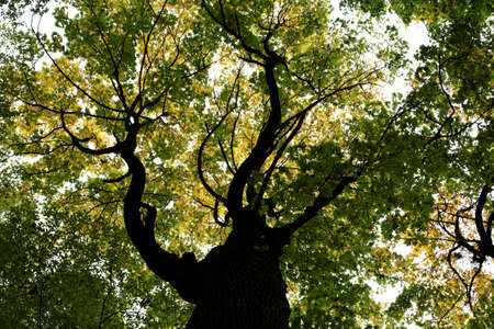 Autumn forest. The top of the maple tree.
