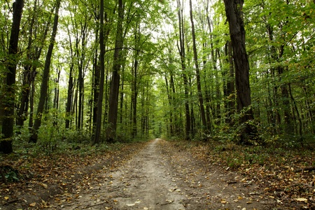 Autumn Pathway