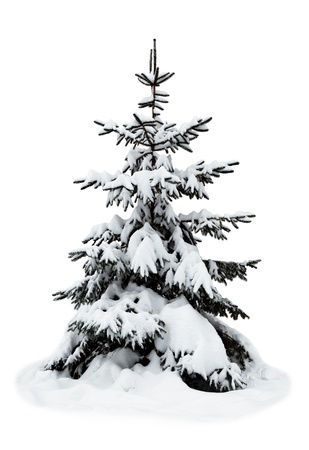 christmas tree on a white backgroundの写真素材