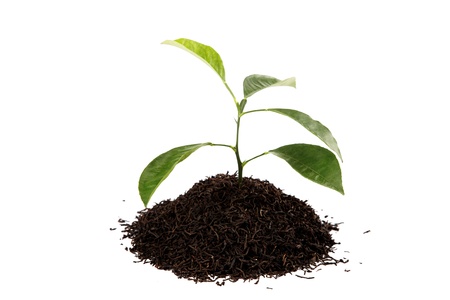 Fresh lemon tree branch in a handful of black tea isolated on white background.