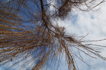Willow tree branch on a background of blue sky and clouds.の写真素材