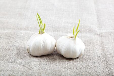 Two bulbs of garlic isolated on a cloth.