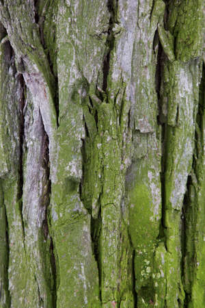 Background from the bark of an old tree with moss.の写真素材
