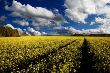 Landscape with yellow rapeseed field, blue sky and white fluffy clouds.の写真素材