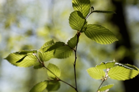 green leaves background in sunny dayの写真素材