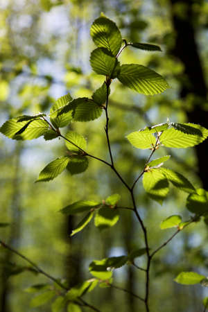 spring green leaves background in a sunny day
