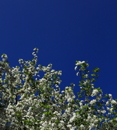 Tree branch cherry blossoms against the blue sky.の写真素材