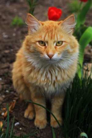 Red cat in spring garden. Pet.の写真素材