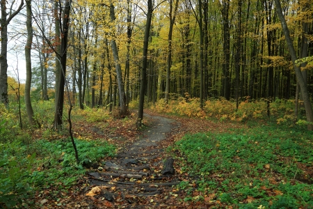 Path is in the autumn forest 