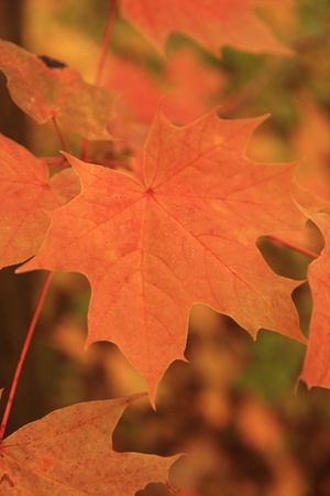 Background of autumn maple leaves.