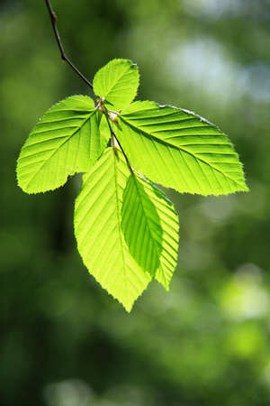Spring green leaves background in a sunny day.の写真素材