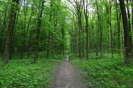 Path in spring green forest.
