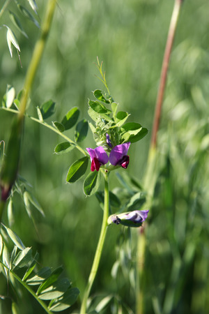 Flowering pea on green field.の写真素材