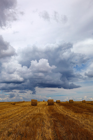 Harvested wheat field with hay rolls on the background of a stormy sky.の写真素材